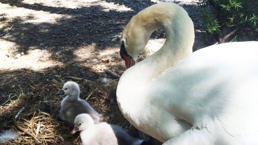 Beloved New York Swan Babies Rescued After Mother Was Eaten by Family, Police Say