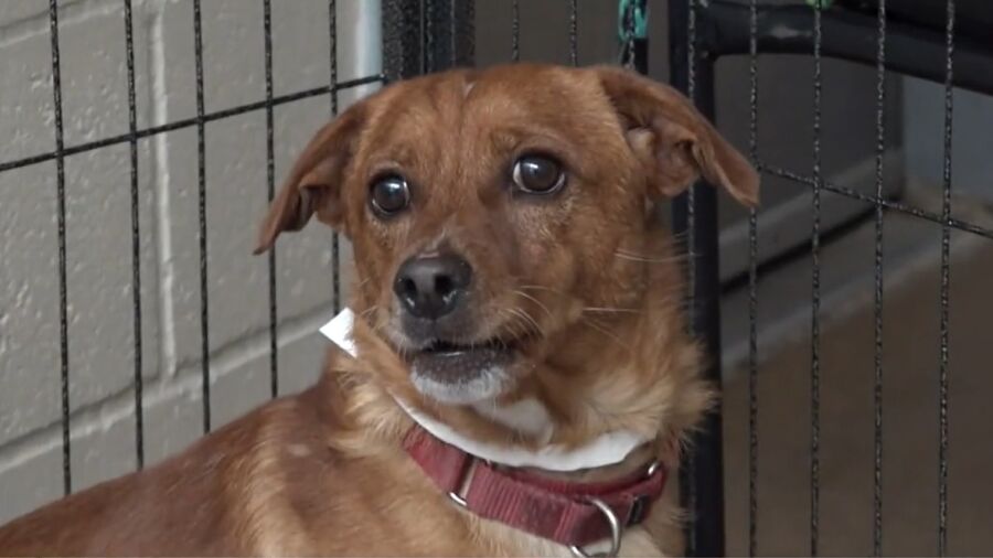 Animal Shelter Full, Asking Community to Help