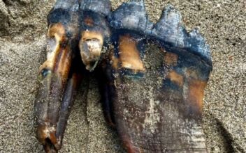 Woman Walking on California Beach Finds Ancient Mastodon Tooth