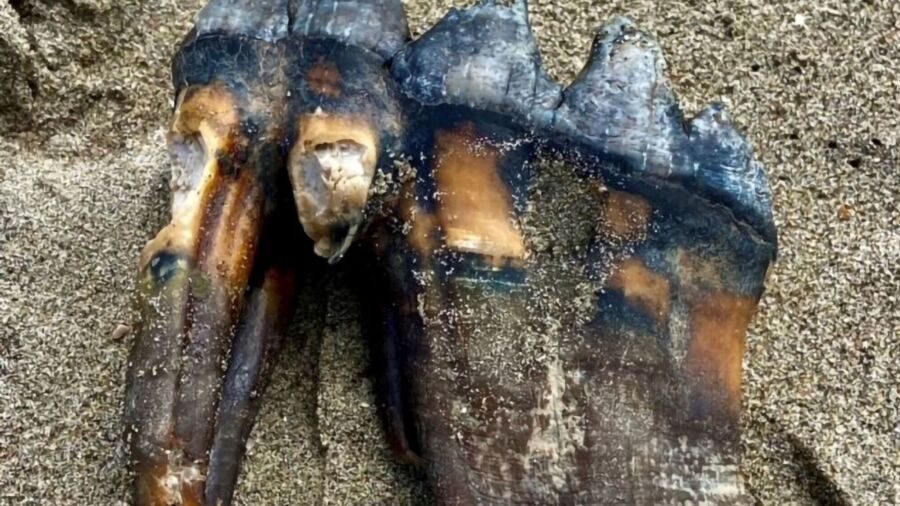 Woman Walking on California Beach Finds Ancient Mastodon Tooth