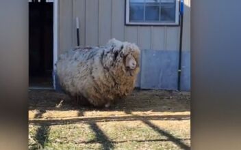 Neglected Sheep Finds Happy Home