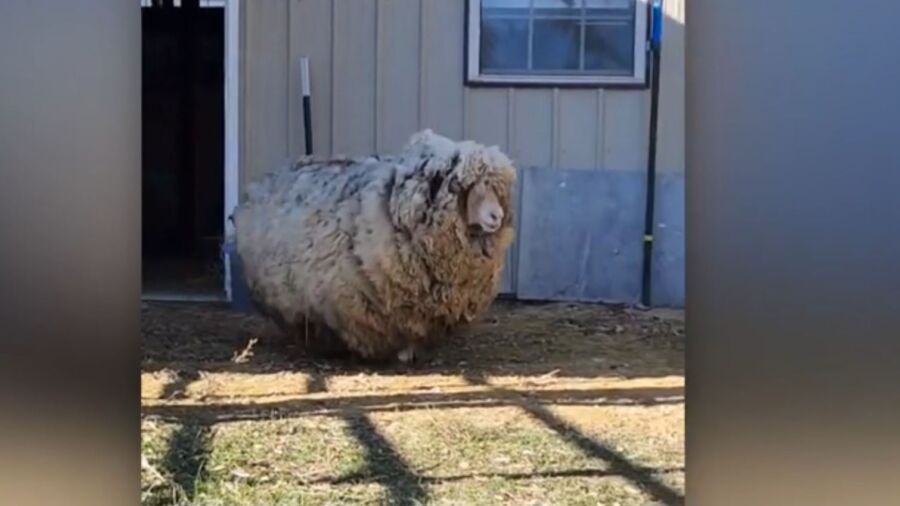 Neglected Sheep Finds Happy Home