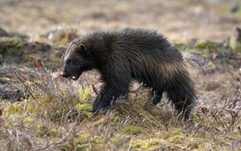 Rare Wolverine Spotted In California, 2nd Sighting in 100 Years