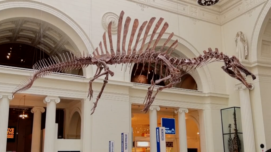World’s Largest Predator Dinosaur Debuts at Chicago's Field Museum