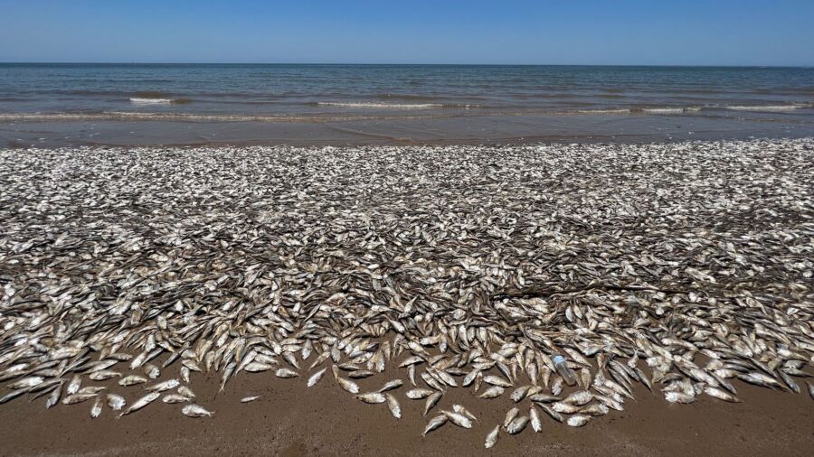 Dead Fish Are Washing up Along Beaches on the Texas Gulf Coast, Officials Say
