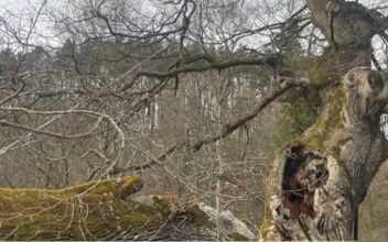 Community Raises Money to Preserve 1,000-Year-Old Tree
