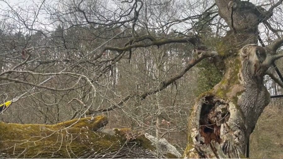 Community Raises Money to Preserve 1,000-Year-Old Tree