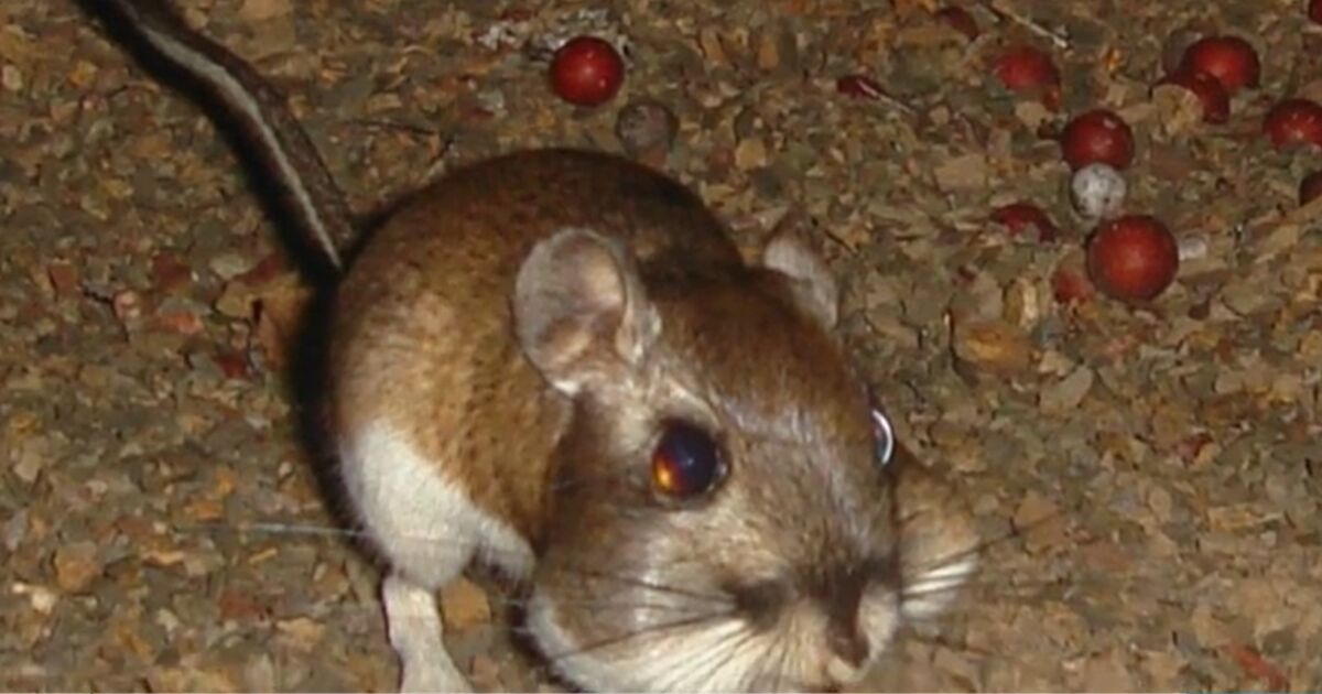 Rare Hopping Rodents Spotted in Santa Clara NTD