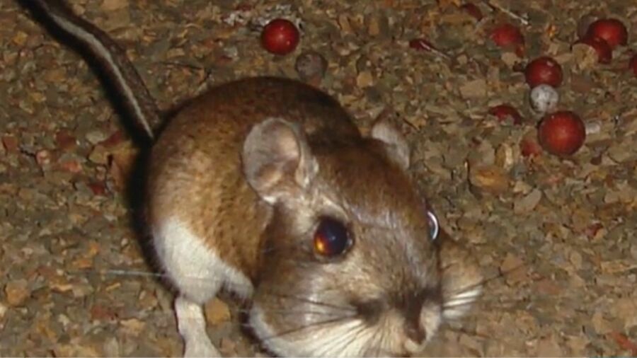 Rare Hopping Rodents Spotted in Santa Clara