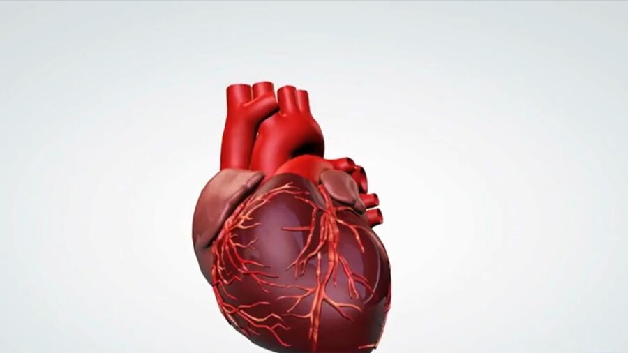 Heart Health for Women Differs From Men