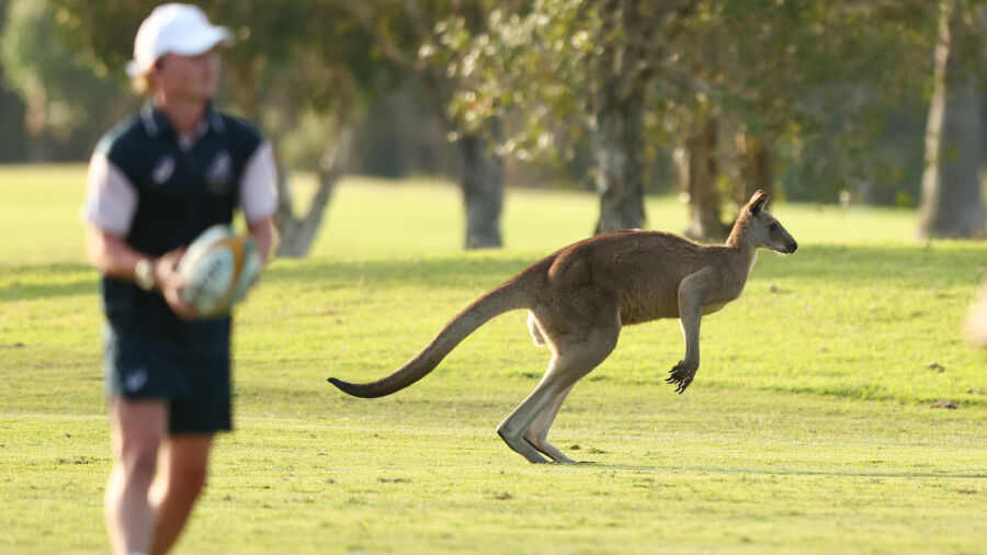 Debate Over Kangaroo Leather Ban Continues