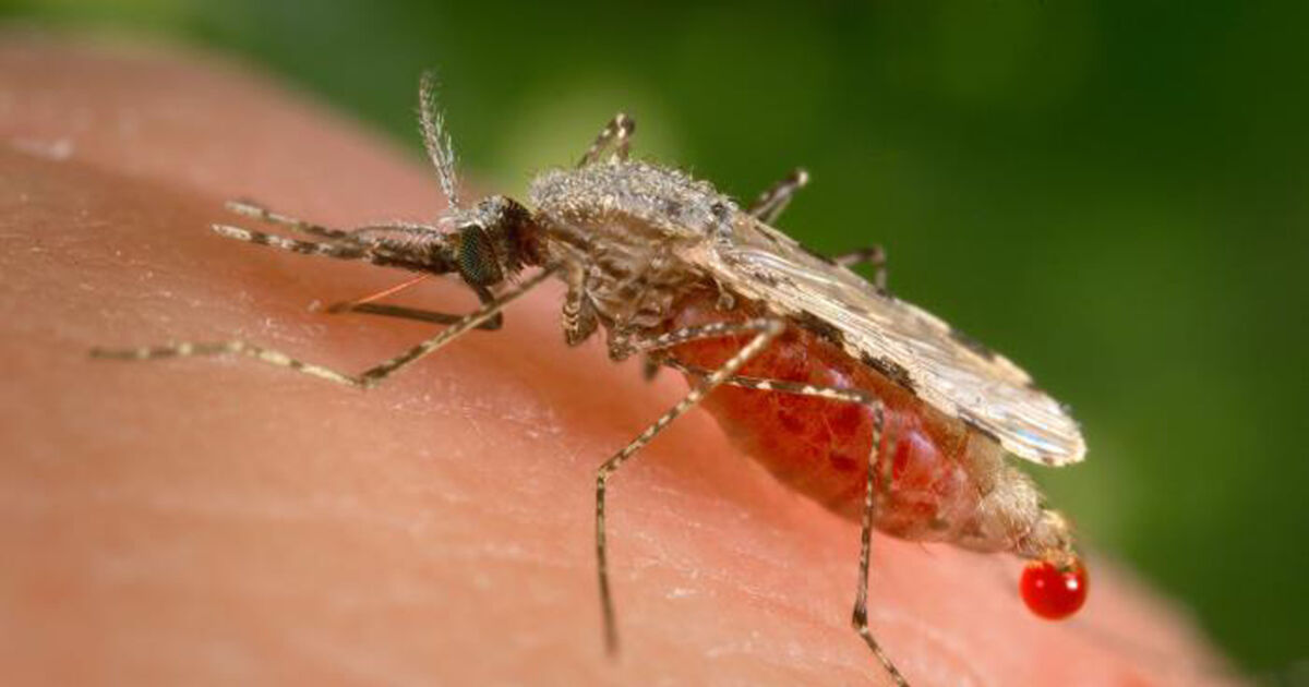 New Malaria Case in Florida Brings Recent US Total to 8 NTD