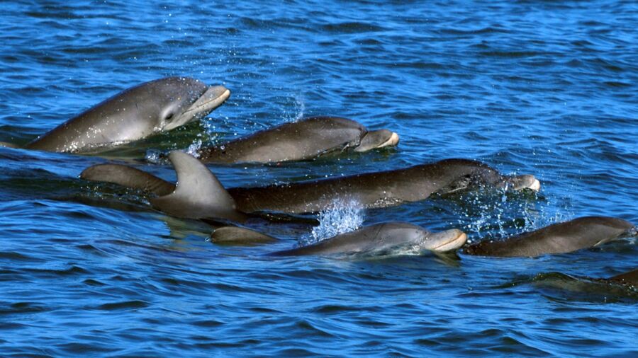 Dolphin Mothers Use Baby Talk to Call to Their Young, Recordings Show