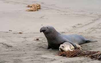 Southern California Toxic Algae Bloom Overwhelms Marine Mammal Care Center With Sick Animals