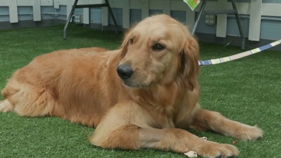 Dogs Rescued From China’s Meat Trade