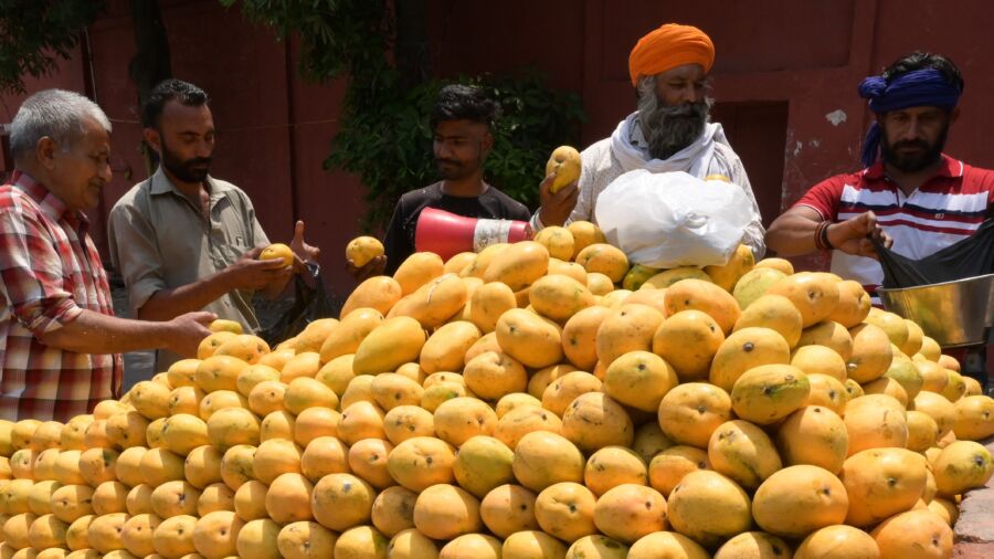 The Magnificent Mango: Tasty and Healthy