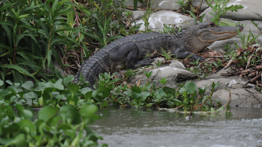 South Carolina Woman Dies After Alligator Attack Near Golf Course Lagoon Ntd