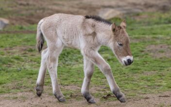 Rare Wild Horse Born at San Diego Zoo Safari Park