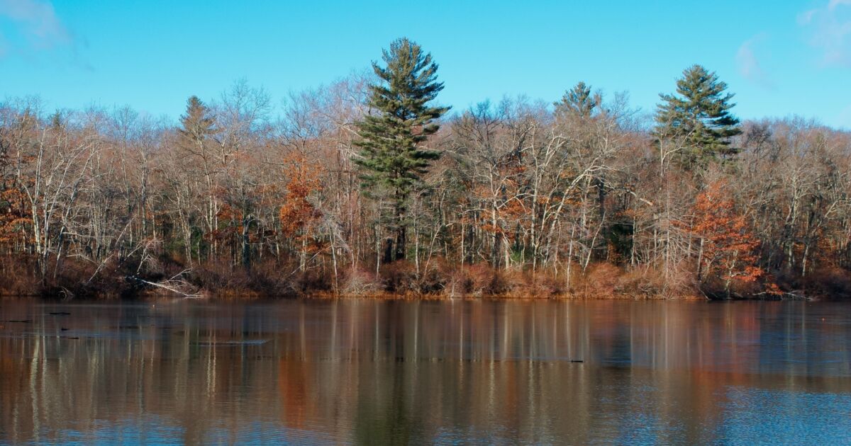 Woman Rescued After Days Stuck In Swamp In Massachusetts Park After Hikers Hear Screams Police