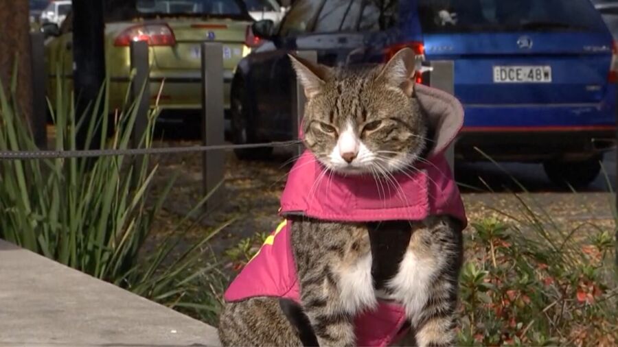 Cool Cat Heals Post-Traumatic Disorder