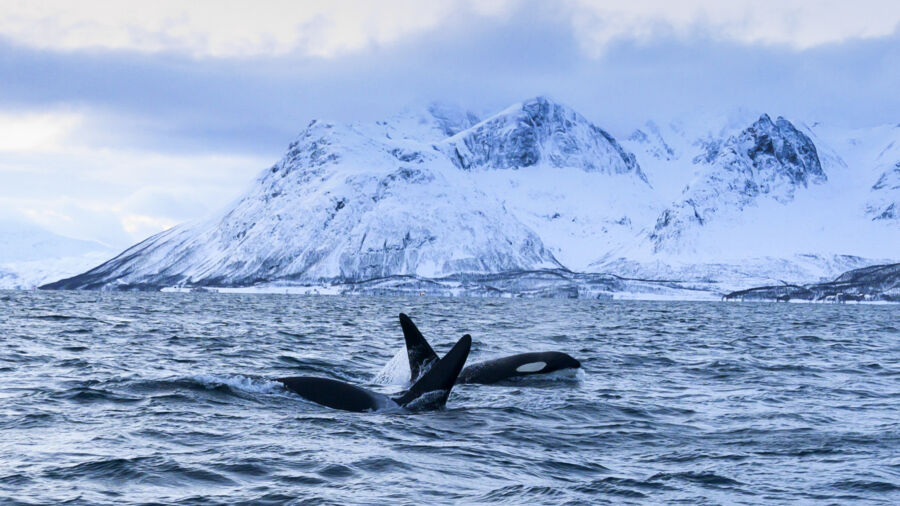 House Homeland Security Hearing: ‘Strategic Competition in the Arctic’