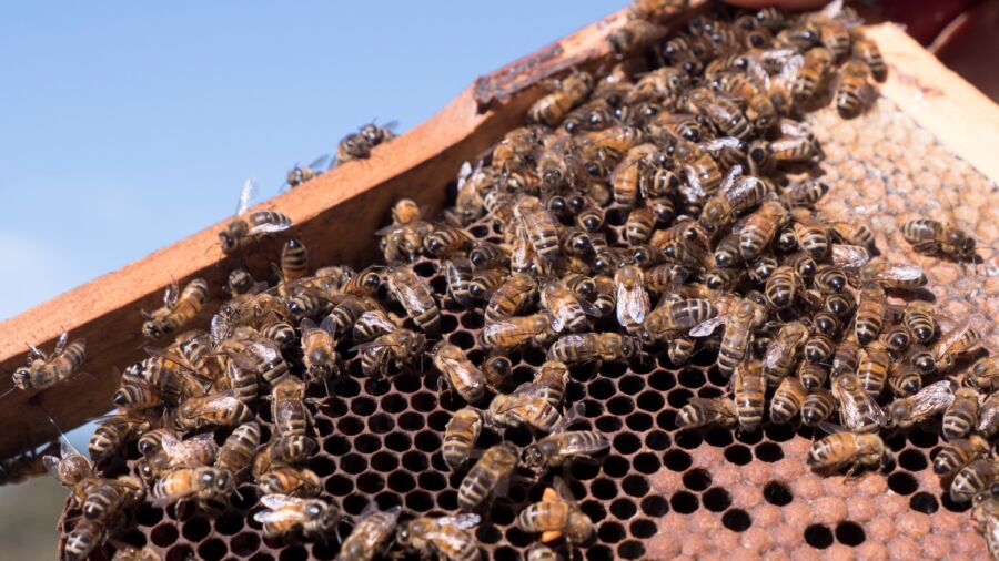 What Sets Manuka Honey Apart?
