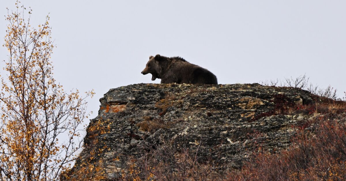 Woman Found Dead After Grizzly Bear Encounter Near Yellowstone National ...