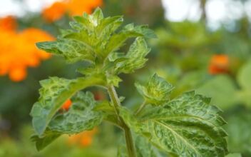 Peppermint: First Aid for Nausea, Headache, Constipation, and More