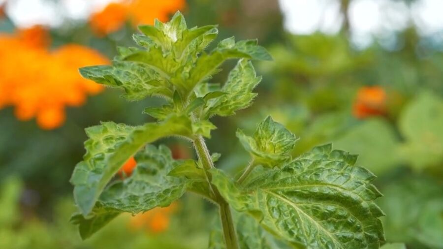 The Benefits of Peppermint