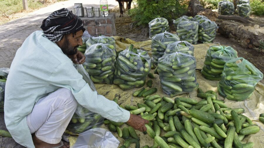 Cucumber May Aid Weight Loss: Japanese Doctor