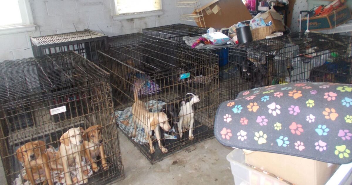 At Least 30 Dead and More Than 90 Malnourished Dogs Discovered at Ohio