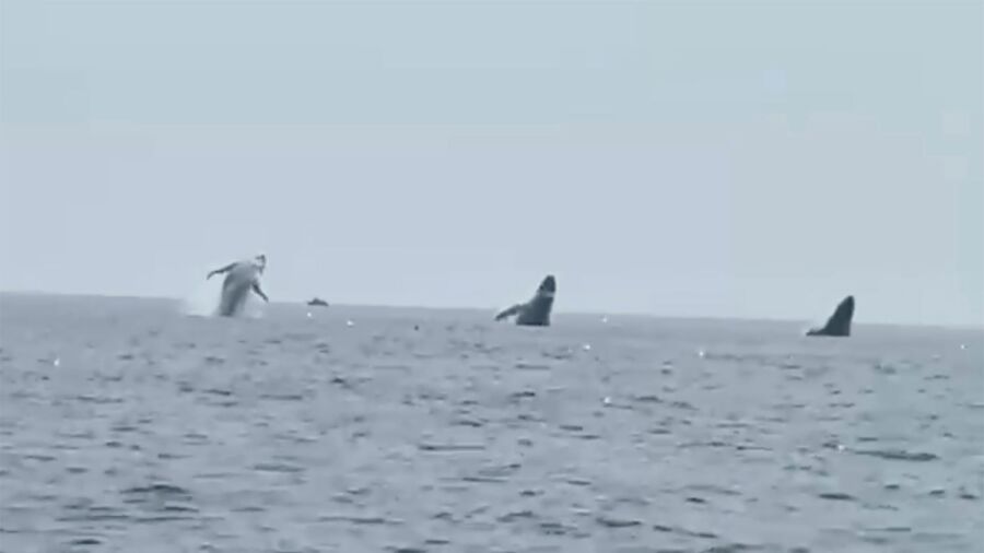 ‘Whale Ballet’: Video Shows 3 Humpbacks Jump in Unison, a Birthday Surprise for Man and Daughters