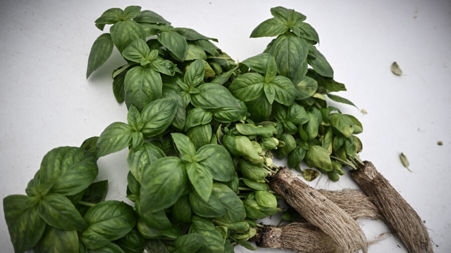 Which Ayurvedic Herbs Work Best for You?