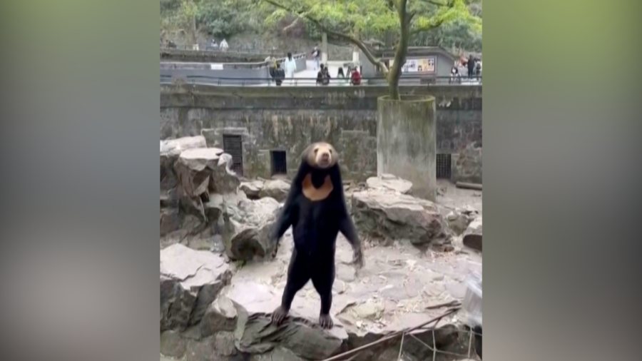 ‘100 Percent Sure’: Expert Says Viral Sun Bear in Chinese Zoo Is Real