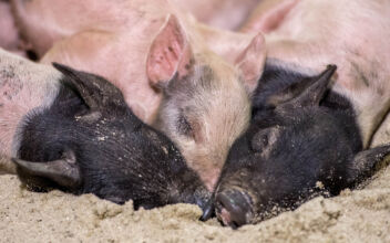 US Pork Firms Split Over Congress Bill to Overturn California Animal Welfare Law