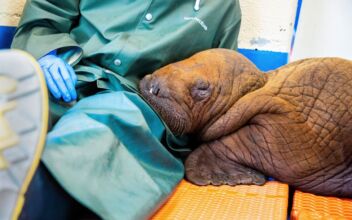Rescued Walrus Calf That Was Receiving Cuddles as Part of His Care in Alaska Dies