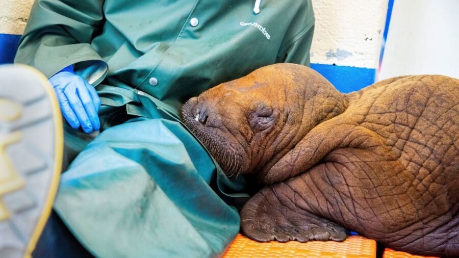 ‘Cuddling’ Is Just What the Doctor Ordered for a 200-Pound Walrus Calf Rescued This Week in Alaska