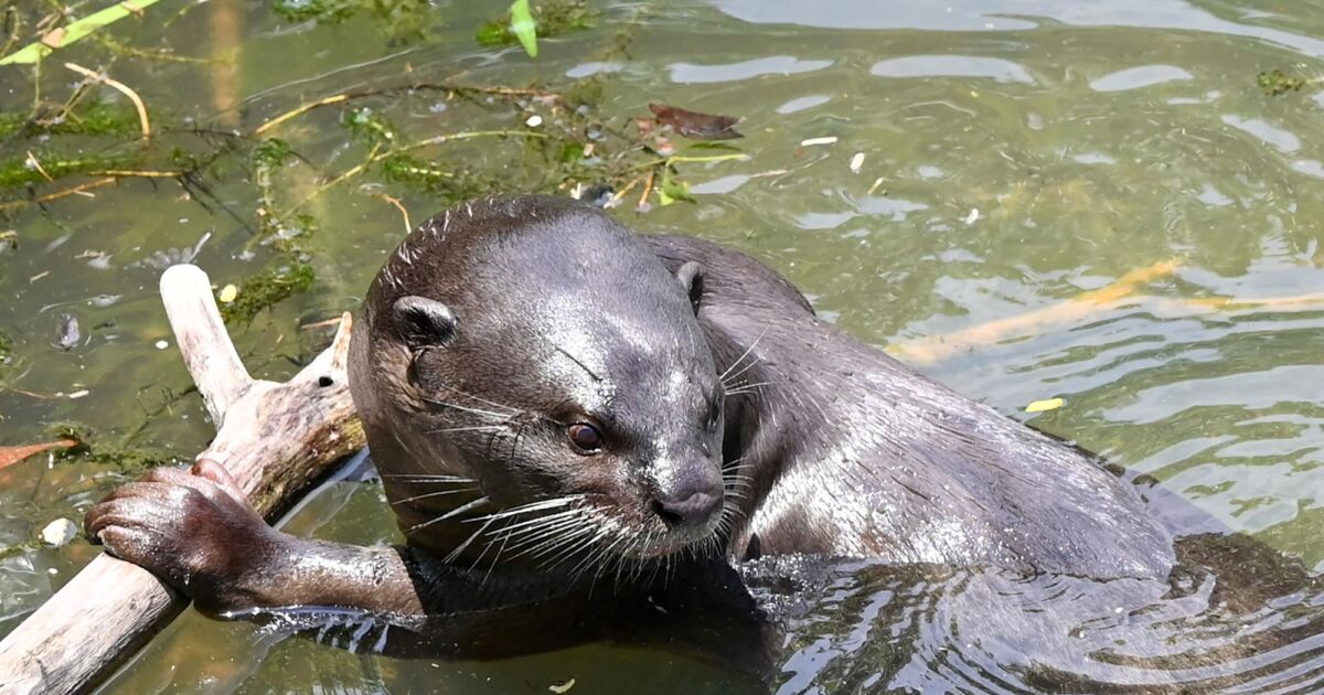 3 Women Injured in Rare Otter Attack in Montana’s Jefferson River | NTD