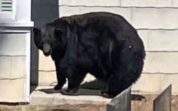 California Authorities Capture Suspects in Break-Ins at Lake Tahoe Homes: A Mama Bear and 3 Cubs