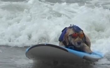 Dogs Go for Pawfect Scores at Surfing Contest