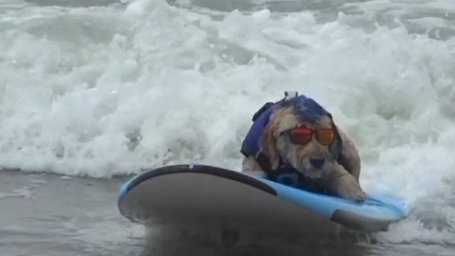 Dogs Go for Pawfect Scores at Surfing Contest