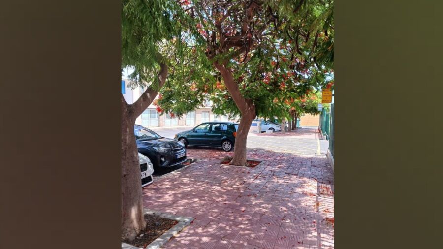 ‘Mad’ Tree Cull Raises Hackles in Canary Island Town