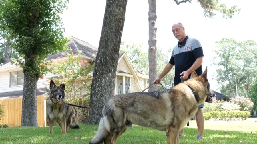 Mission K9 Rescue Saves Military Working Dogs, Retired Military Dogs Reunited With Handlers