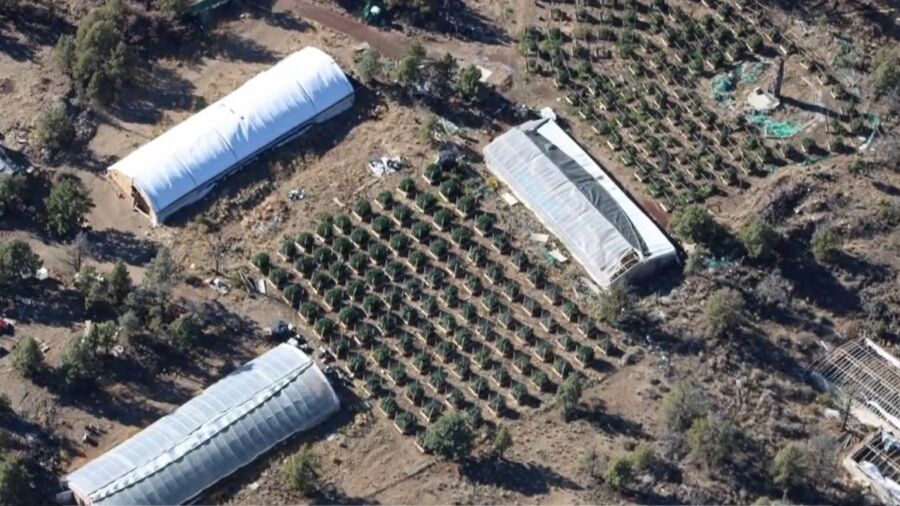 California's 'Largest-Ever' Illegal Cannabis Eradication Merely a 'Drop in the Bucket': Sheriff