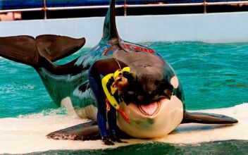 Lolita the Orca Dies at Miami Seaquarium After Half-Century in Captivity
