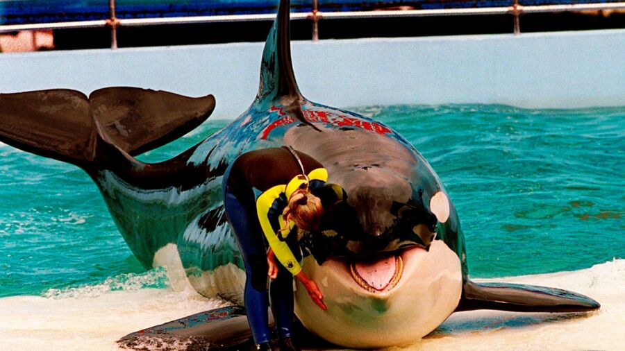 Miami Seaquarium Gets Eviction Notice Several Months After Death of Lolita the Orca
