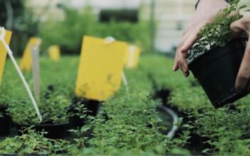 Perfectly Seasoned Living: Herb Gardening 101