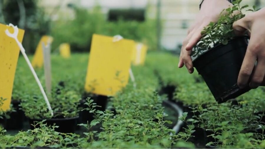 Perfectly Seasoned Living: Herb Gardening 101