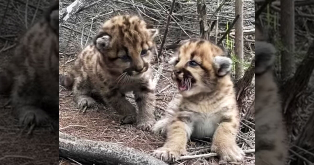 Mountain Lion Kittens Prowl California's Santa Susana Mountains