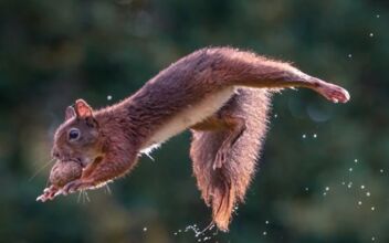 Rwandan Photographer Captures the ‘Joy’ of Red Squirrels
